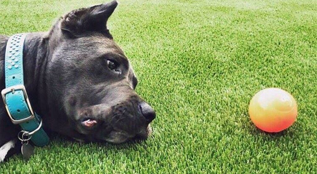 Grass365 offers synthetic grass for pets.