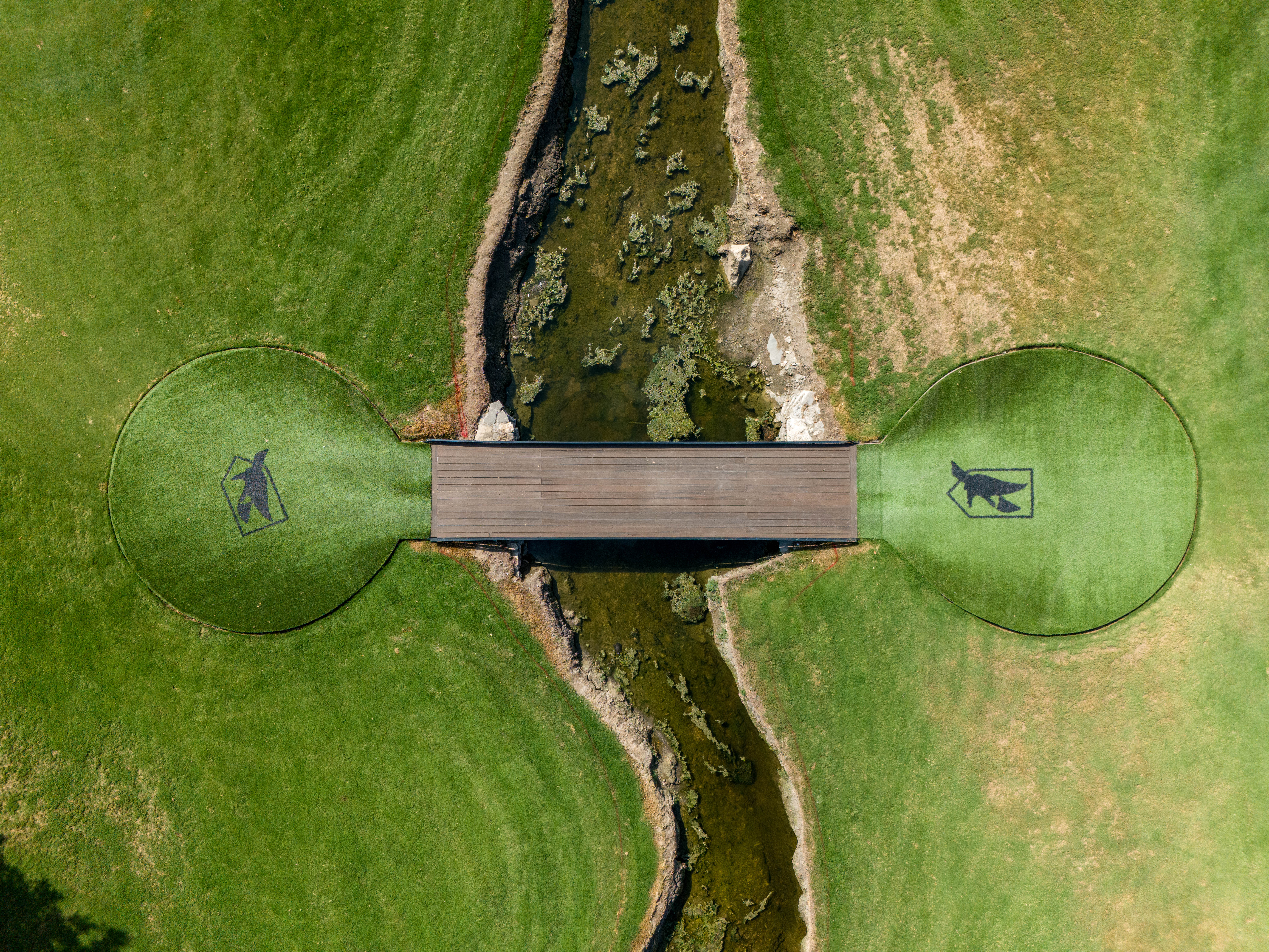 Turf on golf course