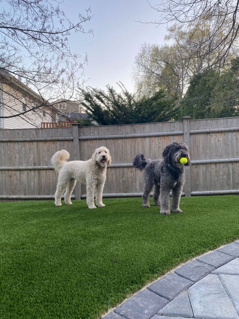 Artificial turf lawn dog friendly