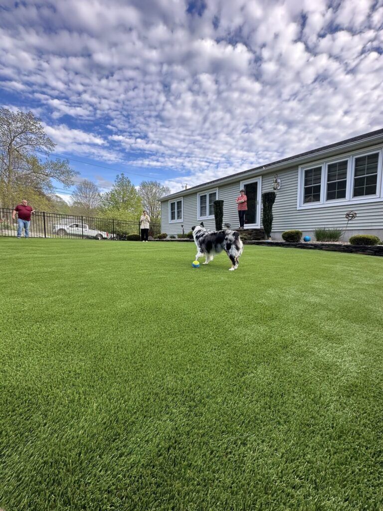 Dog playing in backyard on turf Boston